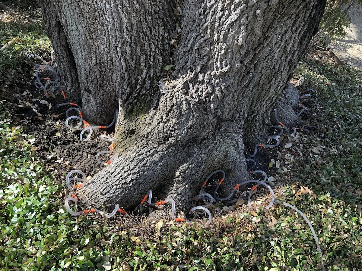 Detailed Tree Cabling and Bracing job site in Norman