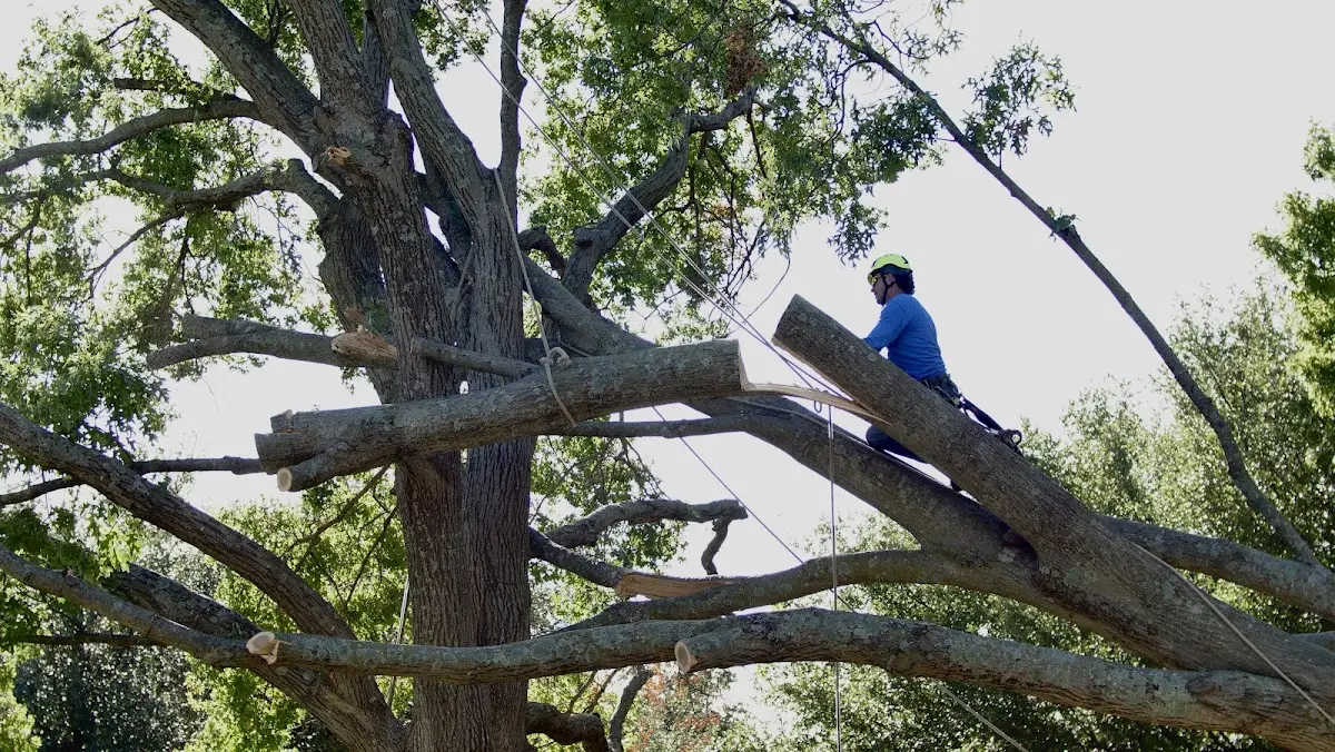 Professional Crown Thinning performed by certified arborists in Norman